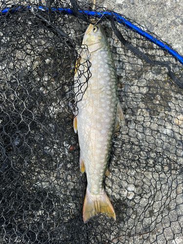 アメマスの釣果
