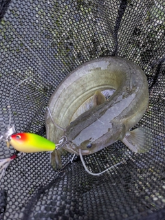 ナマズの釣果