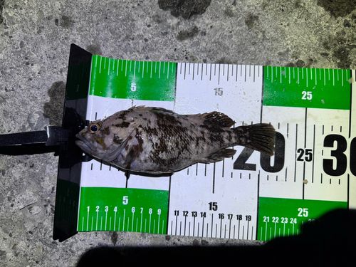 ムラソイの釣果
