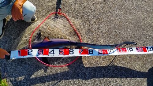 サメの釣果