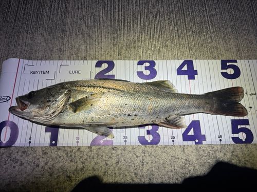 シーバスの釣果