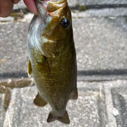 スモールマウスバス