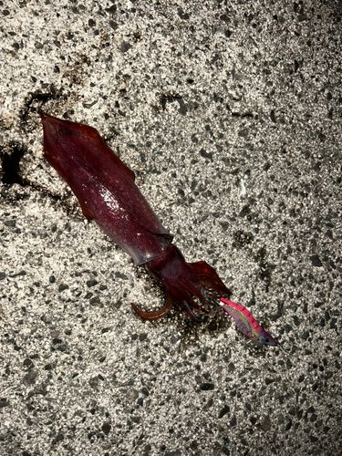 ケンサキイカの釣果