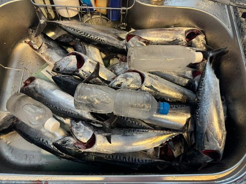 ソウダガツオの釣果