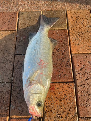 セイゴ（ヒラスズキ）の釣果