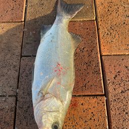 セイゴ（ヒラスズキ）