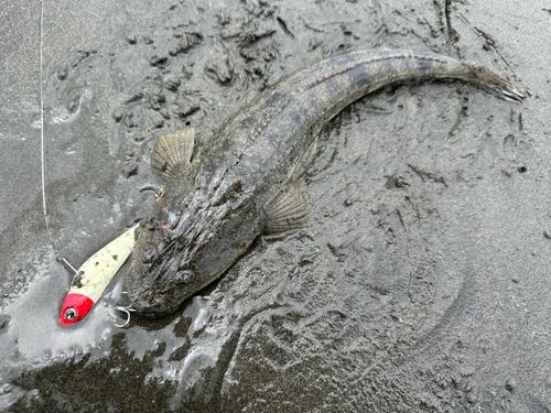 マゴチの釣果