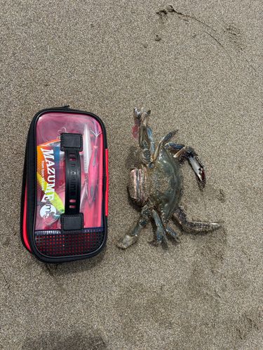 ワタリガニの釣果