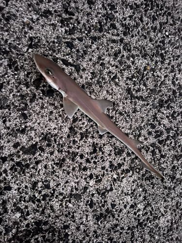 ホシザメの釣果