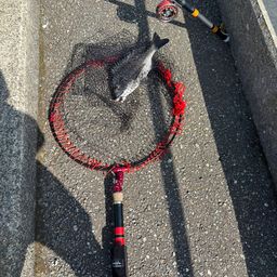 クロダイ