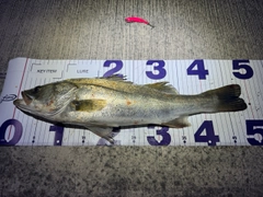 シーバスの釣果