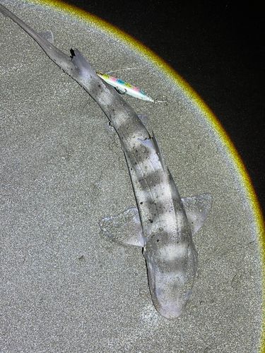 サメの釣果