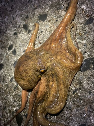 タコの釣果