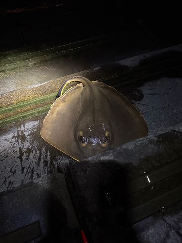 アカエイの釣果