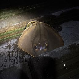 アカエイ
