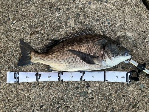 チヌの釣果
