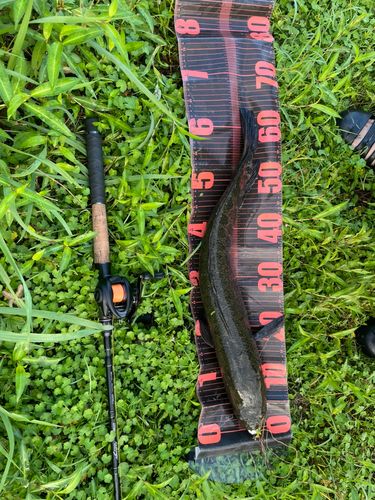 ライギョの釣果