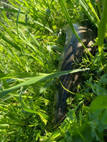 ライギョの釣果