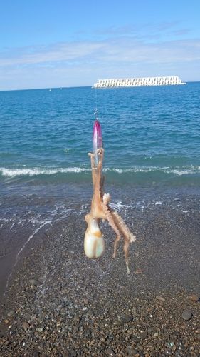 タコの釣果