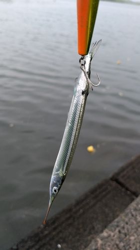 サヨリの釣果