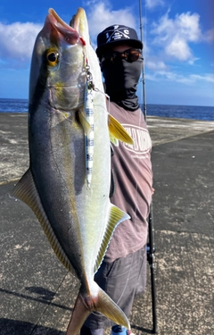 カンパチの釣果