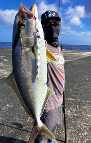 カンパチの釣果