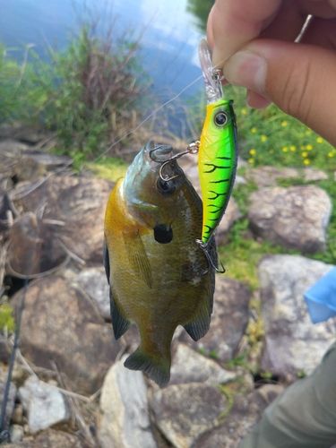 ブルーギルの釣果