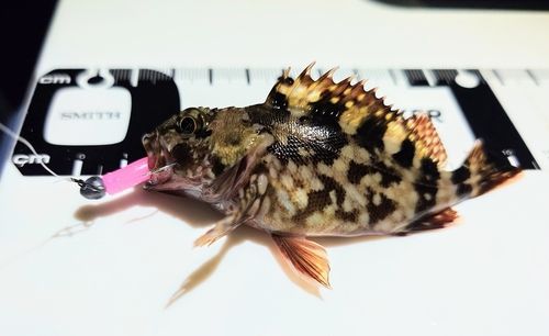 カサゴの釣果