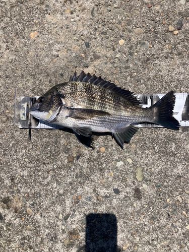 クロダイの釣果