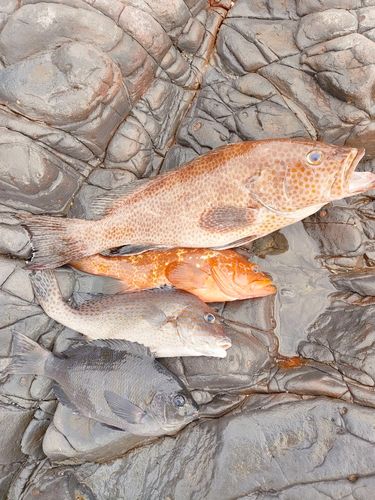 オオモンハタの釣果