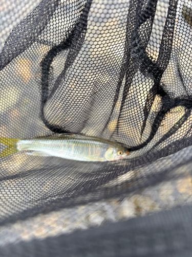 オイカワの釣果