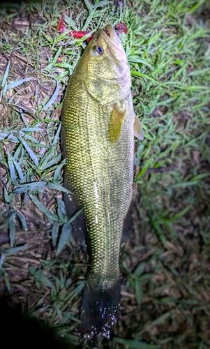 ラージマウスバスの釣果
