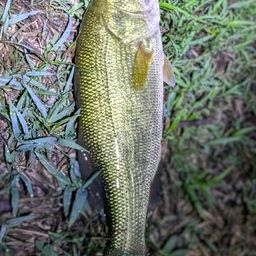 ラージマウスバス