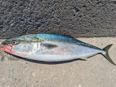 ブリの釣果