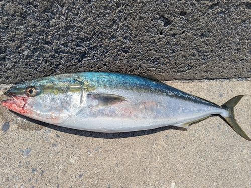 ブリの釣果