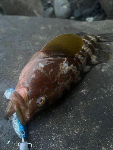 キジハタの釣果