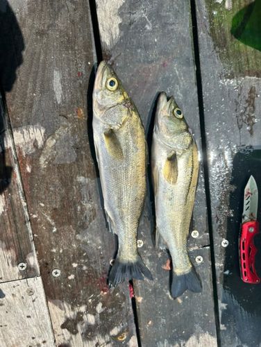 セイゴ（マルスズキ）の釣果