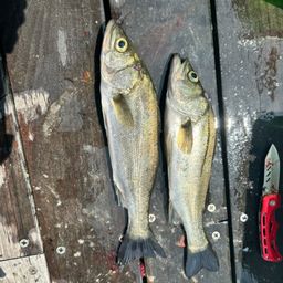 セイゴ（マルスズキ）