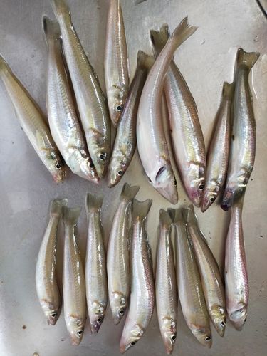 キスの釣果