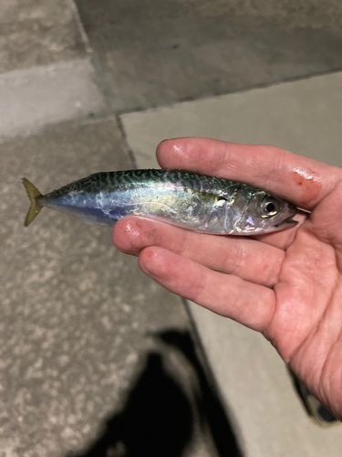 ゴマサバの釣果