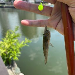 マハゼ