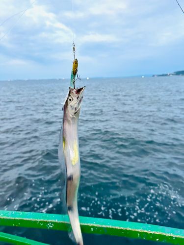 タチウオの釣果