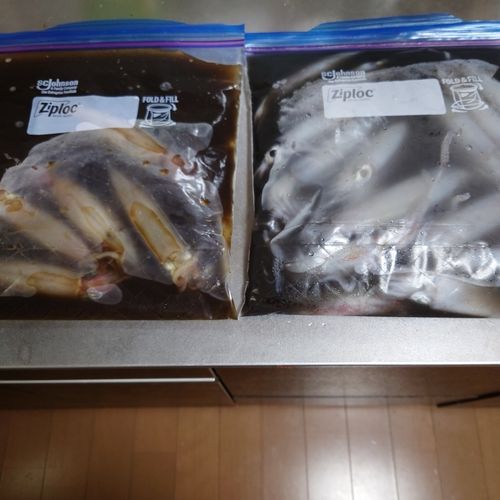 ケンサキイカの釣果