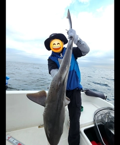 ドチザメの釣果