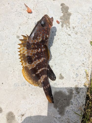 キジハタの釣果