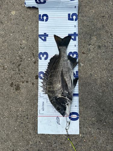 チヌの釣果