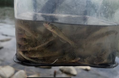 マハゼの釣果