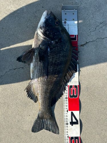 チヌの釣果