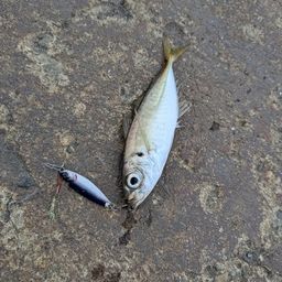 アジ