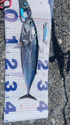 ソウダガツオの釣果